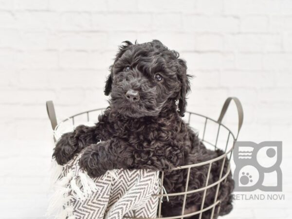 F2 MINI GOLDENDOODLE DOG Male blk 33767 Petland Novi, Michigan