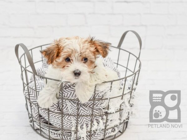 Yochon-DOG-Female-BRN WH-33769-Petland Novi, Michigan