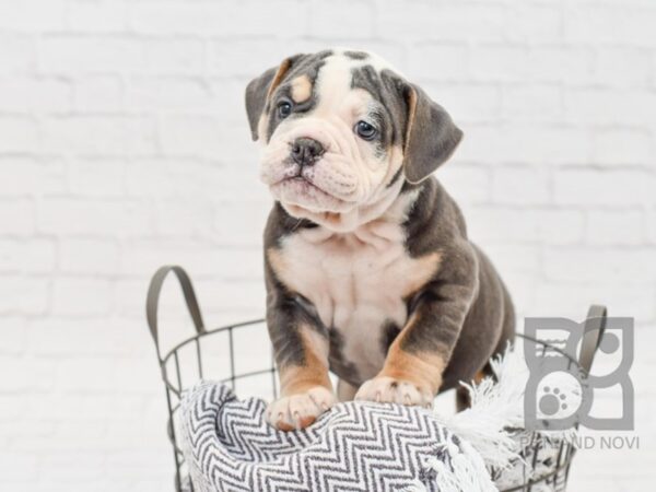 Old English Bulldog DOG Female BLUE WHITE 33770 Petland Novi, Michigan