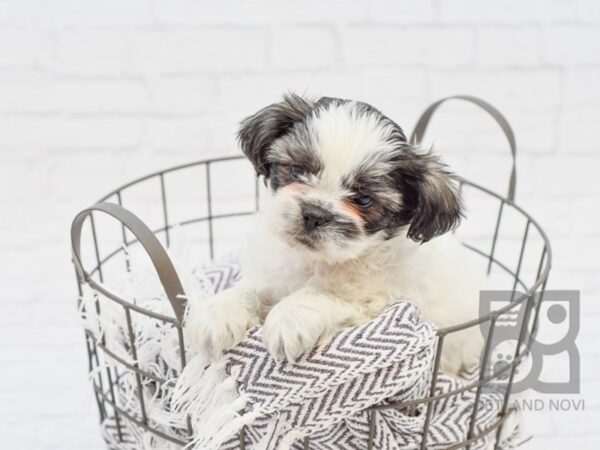 Shih Tzu-DOG-Male-BLK WH-33771-Petland Novi, Michigan