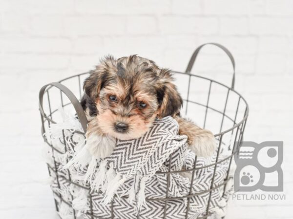 Yorkie Poo-DOG-Female-BLK WH-33772-Petland Novi, Michigan