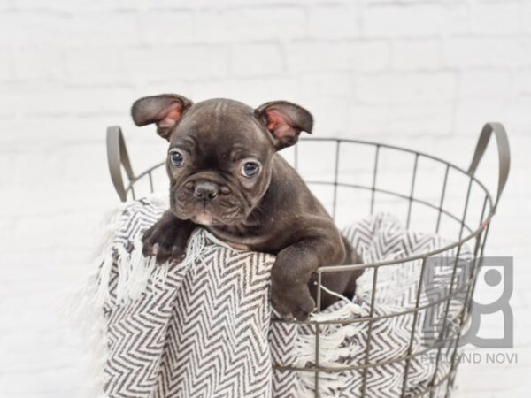 French Bulldog-DOG-Male-Black-33774-Petland Novi, Michigan