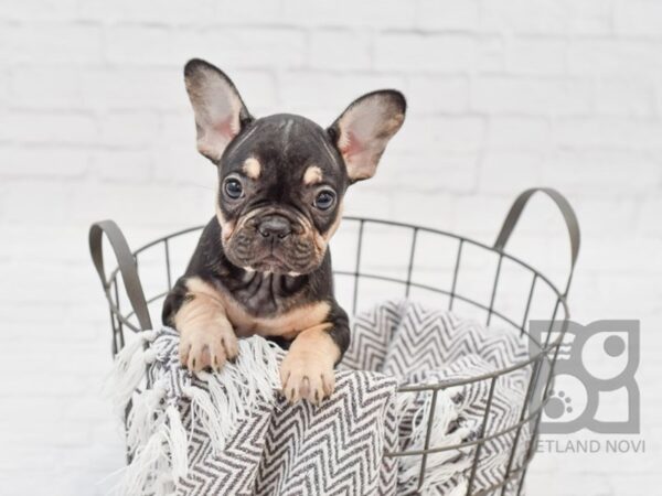 French Bulldog DOG Female Black & Tan 33775 Petland Novi, Michigan