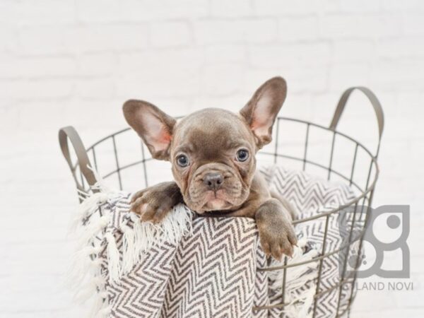 French Bulldog DOG Female Blue 33776 Petland Novi, Michigan