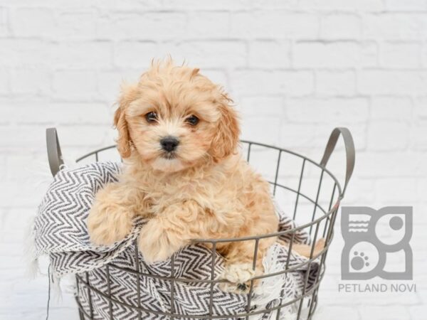 Cavapoo-DOG-Female-Red-33777-Petland Novi, Michigan