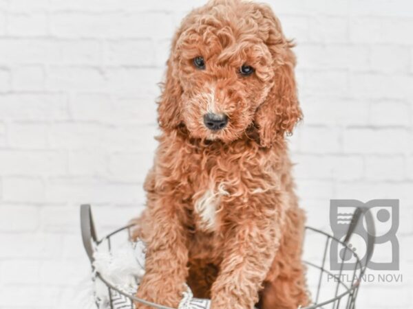 F2 ST Goldendoodle DOG Female Red 33779 Petland Novi, Michigan