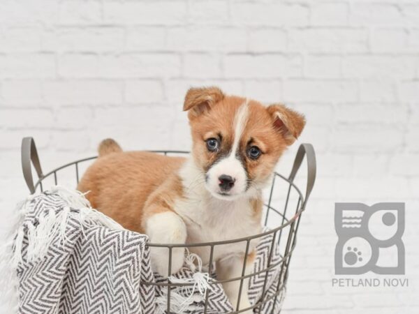 Pembroke Welsh Corgi-DOG-Male-Sable & White-33780-Petland Novi, Michigan