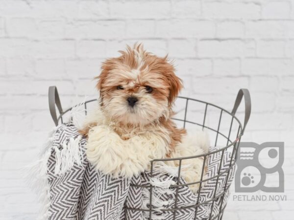 Shih Tzu-DOG-Male-Red & White-33781-Petland Novi, Michigan