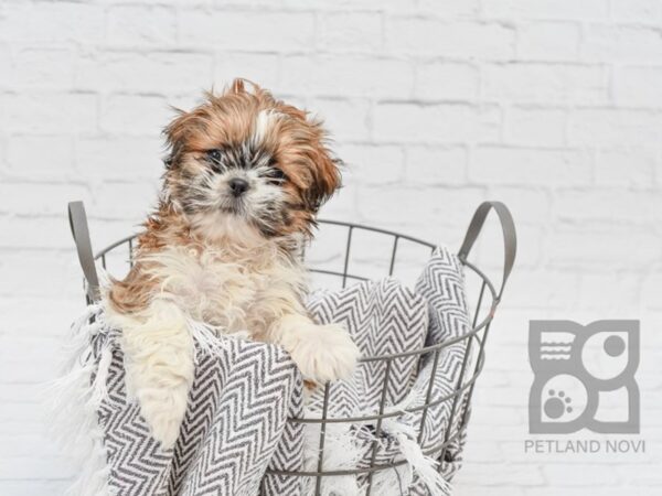 Shih Tzu DOG Female Red & White 33782 Petland Novi, Michigan