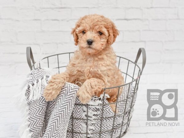 Miniature Poodle-DOG-Male-Apricot-33762-Petland Novi, Michigan