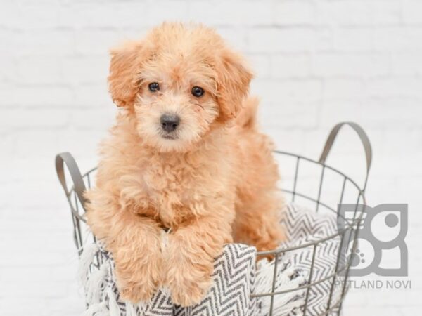 Mini Labradoodle DOG Female Apricot 33773 Petland Novi, Michigan