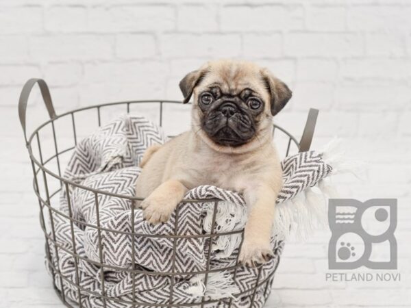 Pug-DOG-Female-Fawn w/Blk Mask-33785-Petland Novi, Michigan