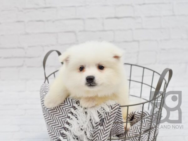 American Eskimo Dog-DOG-Male--33786-Petland Novi, Michigan