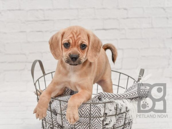 Puggle-DOG-Female-Fawn-33787-Petland Novi, Michigan