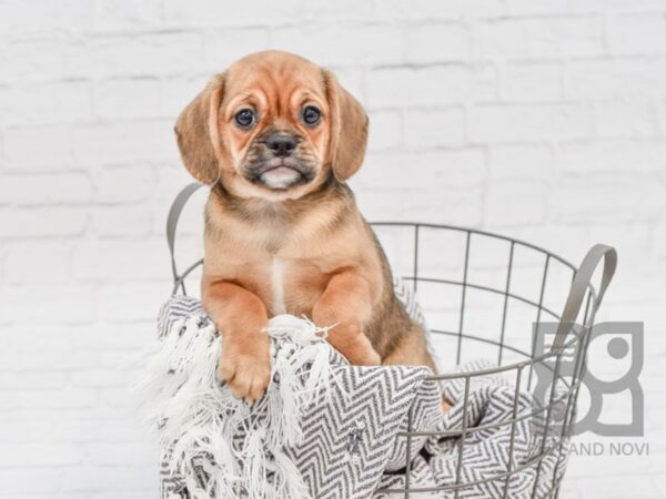 Puggle-DOG-Female-Fawn-33788-Petland Novi, Michigan