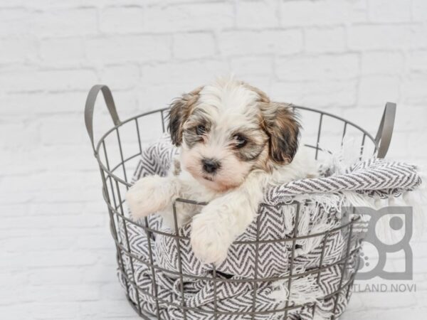 Teddy Bear DOG Male brown white 33791 Petland Novi, Michigan