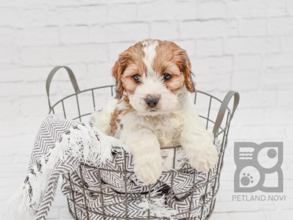 Cavapoo-DOG-Male-Brown & White-33794-Petland Novi, Michigan