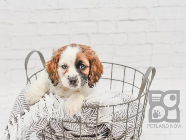 Cavapoo-DOG-Female-Brown & White-33795-Petland Novi, Michigan