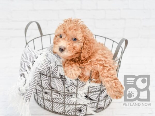 Miniature Poodle-DOG-Male-Red-33796-Petland Novi, Michigan