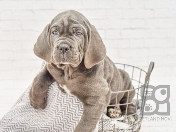 Neapolitan Mastiff DOG Male Blue 33797 Petland Novi, Michigan