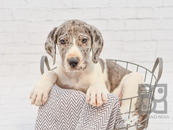 Great Dane DOG Male Blue Merle 33799 Petland Novi, Michigan