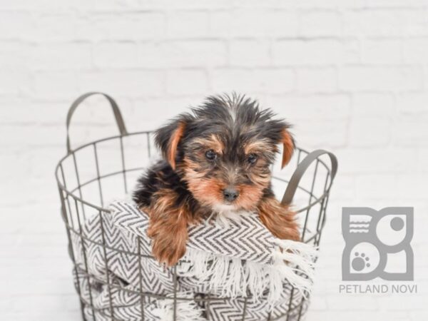 Yorkshire Terrier-DOG-Male-Black & Tan-33801-Petland Novi, Michigan