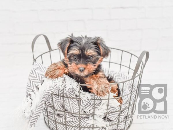 Yorkshire Terrier-DOG-Male-Black & Tan-33802-Petland Novi, Michigan