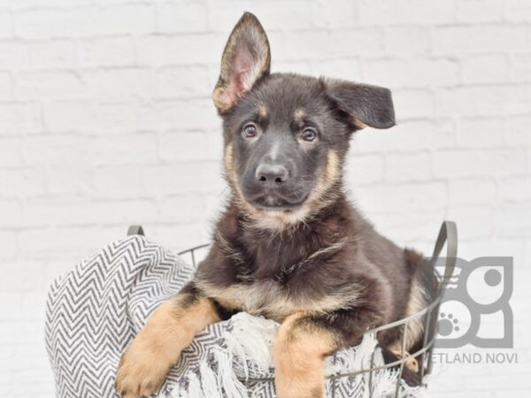 German Shepherd-DOG-Male-Black & Tan-33803-Petland Novi, Michigan