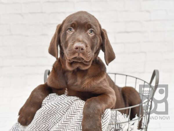 Labrador Retriever DOG Male Chocolate 33804 Petland Novi, Michigan