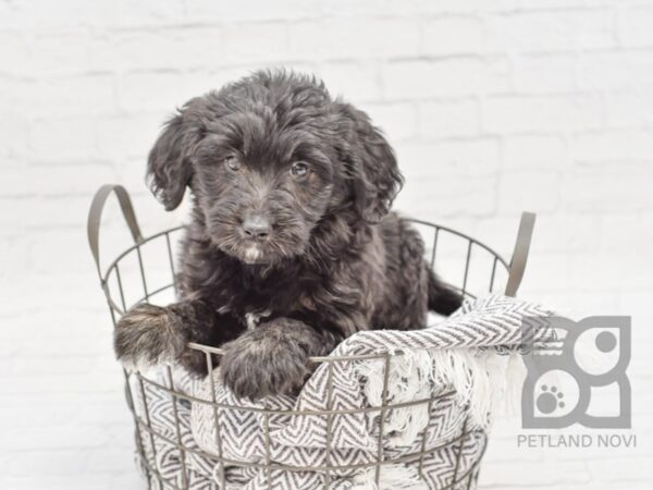 Aussie Poo-DOG-Female-Black-33806-Petland Novi, Michigan