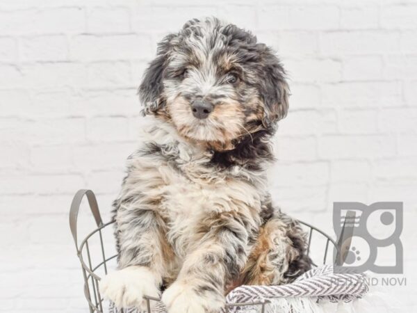 Aussie Poo-DOG-Male-Blue Merle-33807-Petland Novi, Michigan