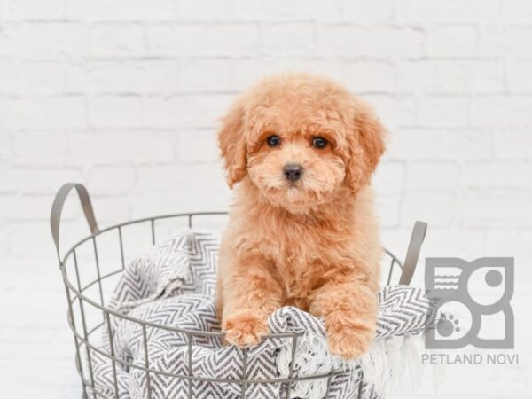 Poodle DOG Male Apricot 33808 Petland Novi, Michigan