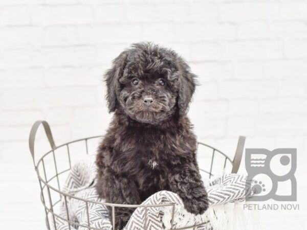 Poodle DOG Female Black 33809 Petland Novi, Michigan