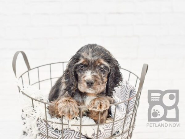 Cocker Spaniel DOG Male Blue Merle 33783 Petland Novi, Michigan