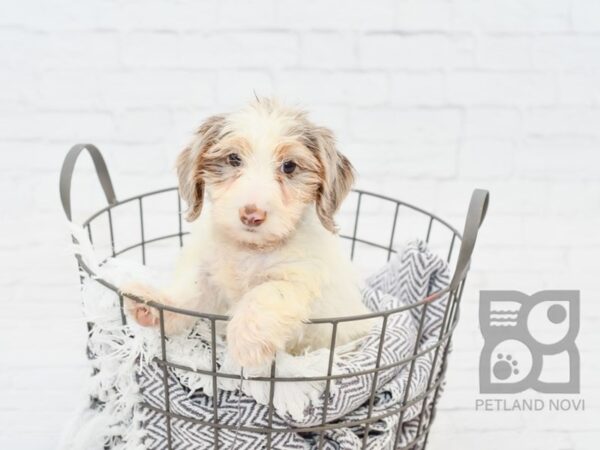 Dachshund DOG Male Chocolate Dapple Piebold 33784 Petland Novi, Michigan