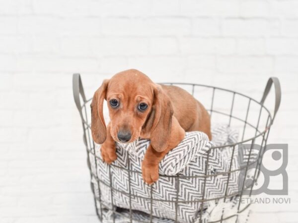 Dachshund-DOG-Female-Red-33811-Petland Novi, Michigan