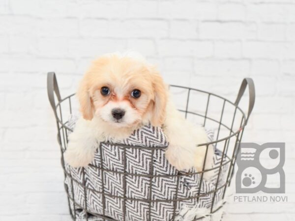 Cavachon DOG Female White / Tan 33812 Petland Novi, Michigan