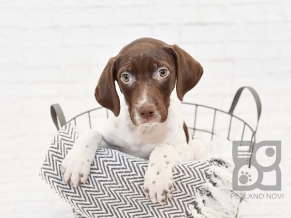 German Shorthair Pointer-DOG-Female-Liver / White-33813-Petland Novi, Michigan