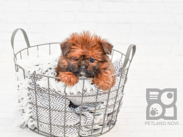 Shih Pom-DOG-Female-Sable-33814-Petland Novi, Michigan