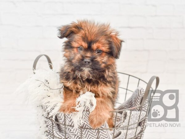 Shih Pom DOG Female Sable 33815 Petland Novi, Michigan