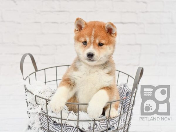 Shiba Inu-DOG-Male-Tri-33818-Petland Novi, Michigan