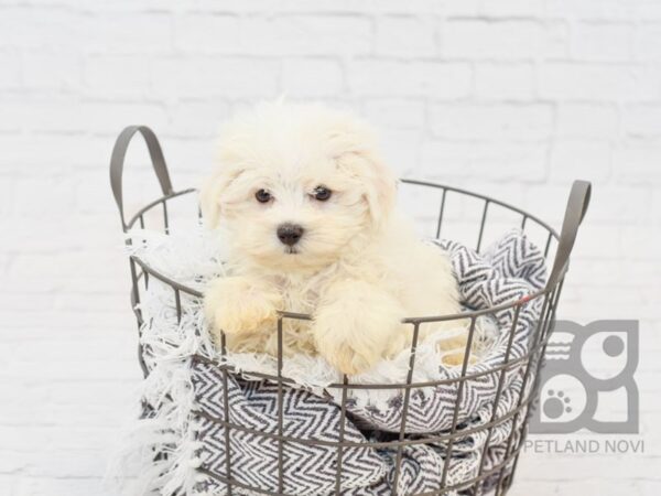 Maltese DOG Male White 33819 Petland Novi, Michigan