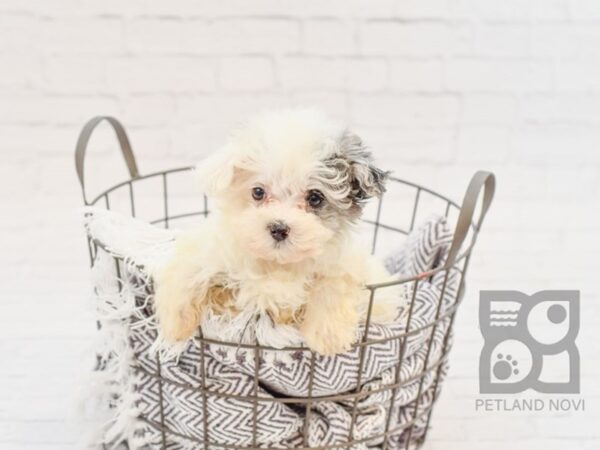 Maltipoo DOG Female White & Blue Merle 33820 Petland Novi, Michigan