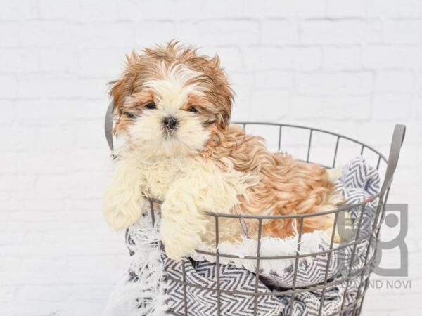 Shih Tzu-DOG--Gold & White-33821-Petland Novi, Michigan