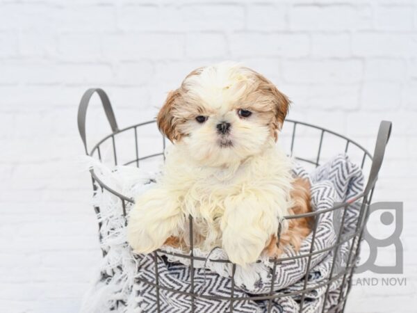 Shih Tzu-DOG-Female-Gold & White-33822-Petland Novi, Michigan