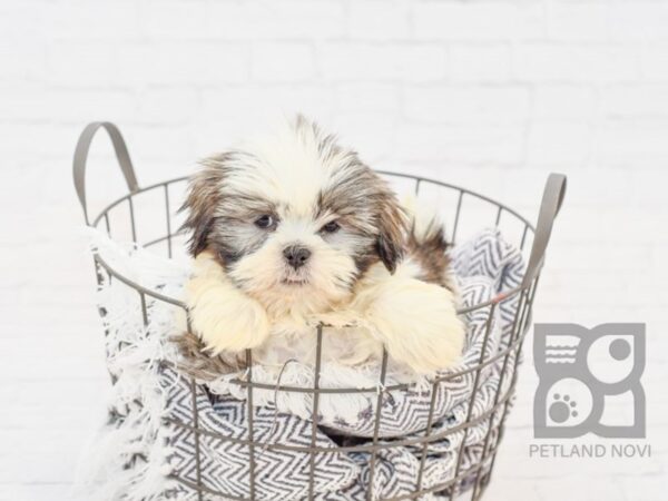 Hava Tzu-DOG-Male-Brindle & White Parti-33823-Petland Novi, Michigan