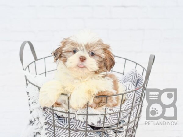 Hava Tzu-DOG-Female-Liver & White-33824-Petland Novi, Michigan