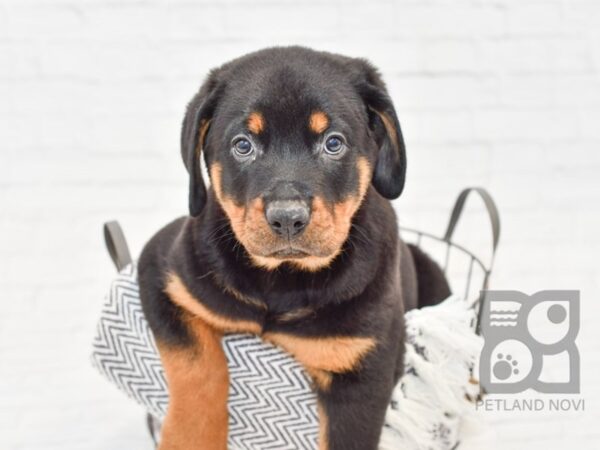 Rottweiler DOG Male Black & Tan 33825 Petland Novi, Michigan