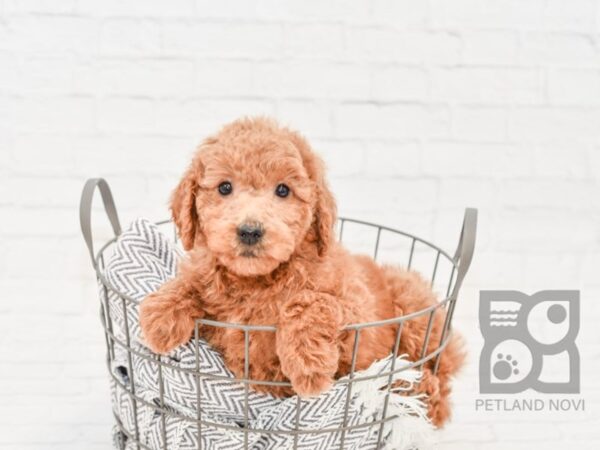 F2 MINI GOLDENDOODLE-DOG-Female-Red-33826-Petland Novi, Michigan