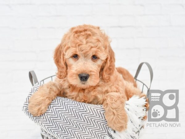 Goldendoodle DOG Female Red 33827 Petland Novi, Michigan